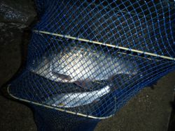 ファイル 1107-5.jpg