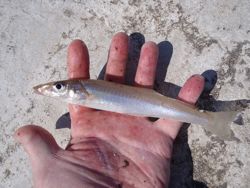 ファイル 1108-2.jpg