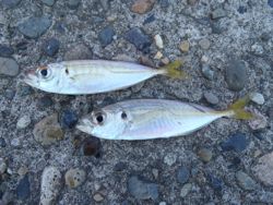 ファイル 1108-3.jpg