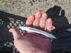 ファイル 1108-4.jpg