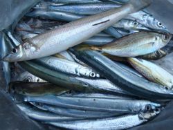 ファイル 1108-5.jpg