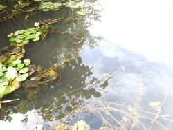 ファイル 1110-1.jpg