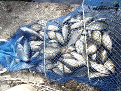 ファイル 1110-5.jpg