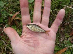 ファイル 1117-2.jpg