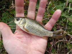 ファイル 1117-3.jpg