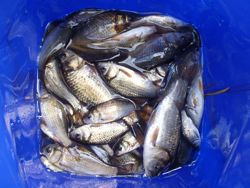 ファイル 1117-5.jpg