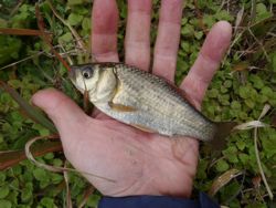 ファイル 1119-2.jpg