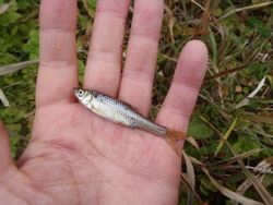 ファイル 1119-3.jpg