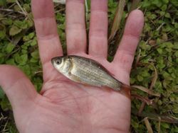 ファイル 1119-4.jpg