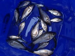 ファイル 1119-5.jpg