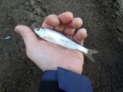 ファイル 1120-2.jpg