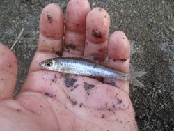 ファイル 1120-3.jpg