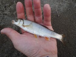 ファイル 1120-4.jpg