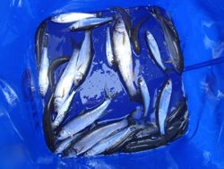 ファイル 1120-5.jpg