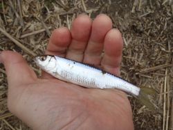 ファイル 1123-2.jpg