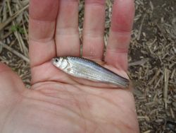 ファイル 1123-3.jpg