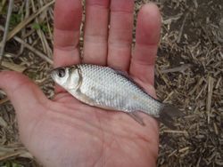 ファイル 1123-4.jpg