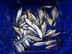 ファイル 1123-5.jpg