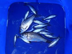 ファイル 1125-5.jpg