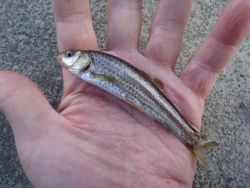 ファイル 1126-2.jpg