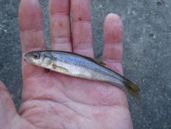 ファイル 1126-3.jpg