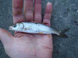 ファイル 1126-4.jpg