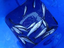 ファイル 1126-5.jpg