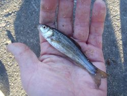 ファイル 1127-2.jpg