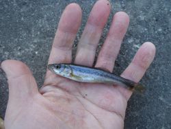 ファイル 1127-3.jpg