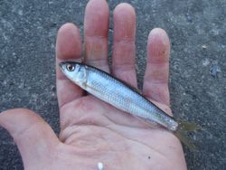 ファイル 1127-4.jpg