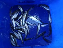 ファイル 1127-5.jpg