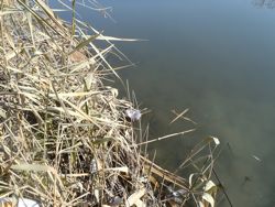 ファイル 1128-1.jpg