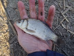 ファイル 1128-2.jpg