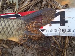 ファイル 1128-4.jpg