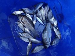 ファイル 1128-5.jpg