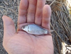 ファイル 1135-2.jpg