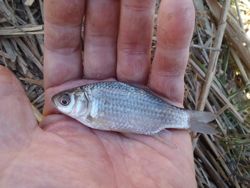 ファイル 1135-3.jpg