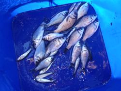 ファイル 1135-5.jpg