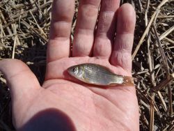 ファイル 1137-2.jpg