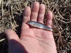 ファイル 1137-3.jpg