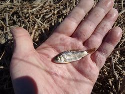 ファイル 1137-4.jpg