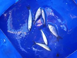 ファイル 1137-5.jpg