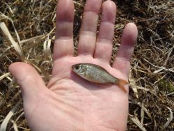 ファイル 1138-2.jpg