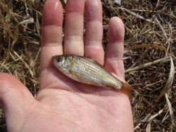 ファイル 1138-3.jpg