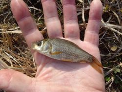 ファイル 1138-4.jpg