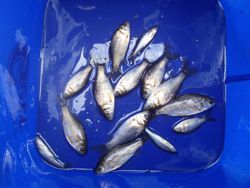 ファイル 1138-5.jpg