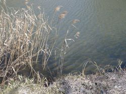 ファイル 1147-1.jpg