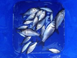 ファイル 1147-5.jpg