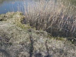 ファイル 1148-1.jpg