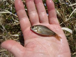 ファイル 1148-3.jpg